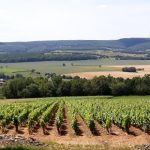 Le Vignoble